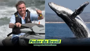 Inquérito Criminal Contra Bolsonaro por Ter Importunado a Baleia Jubarte Foi Arquivado